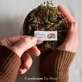 Этикетка тканая "Traum suß" 20*45мм, 100% полиэстер, Acufactum Ute Menze, 35342